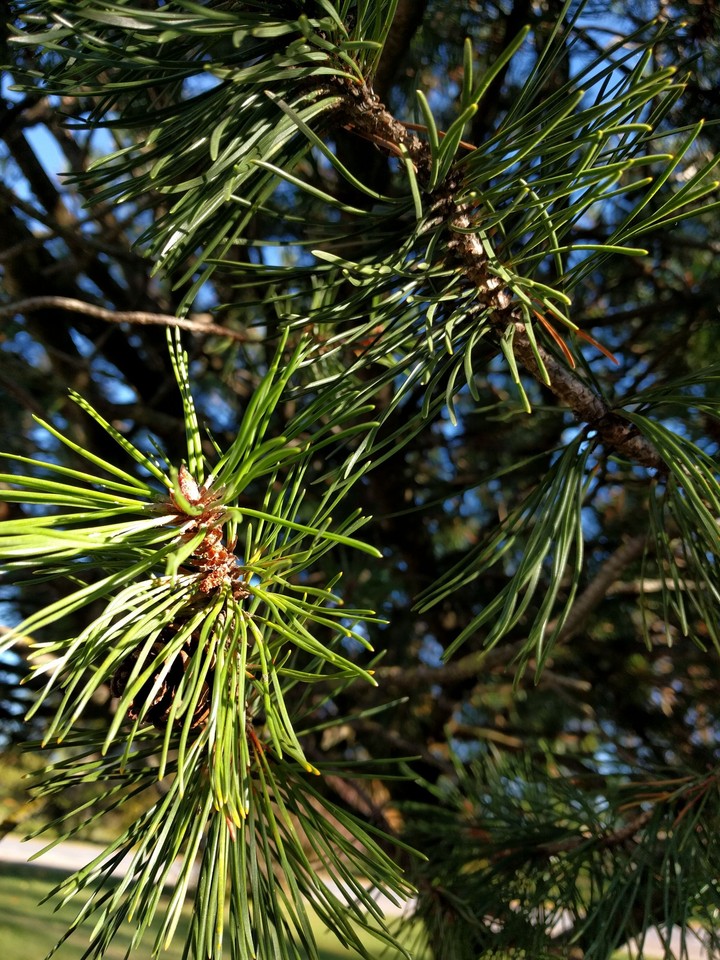 Pine