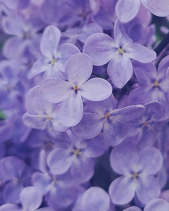 beautiful flower