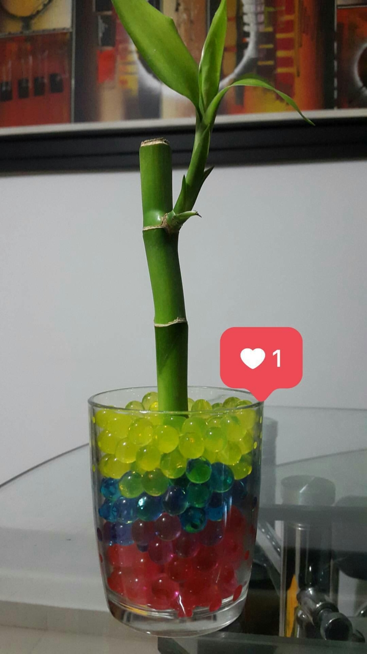 bambu
