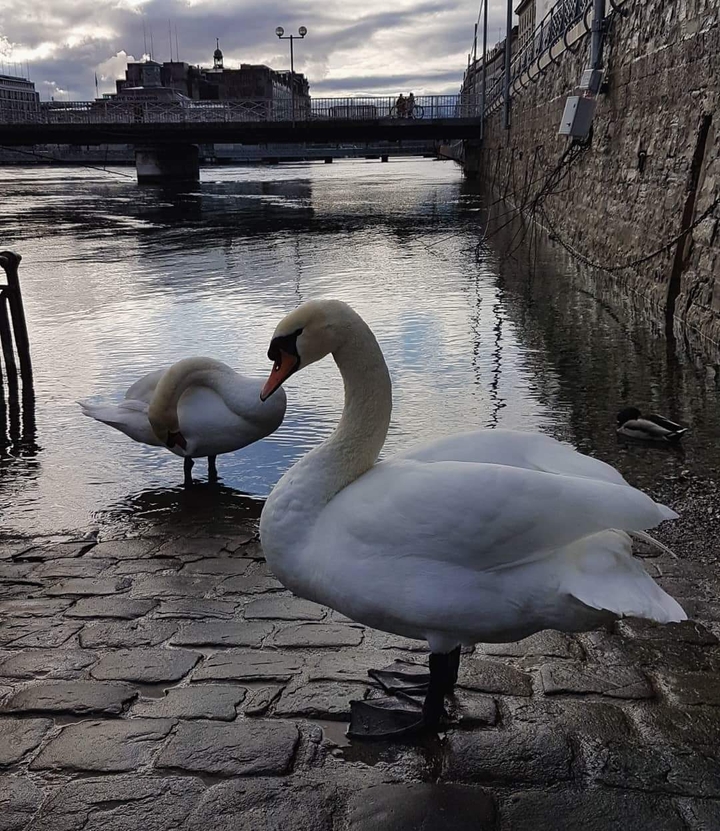 cisne