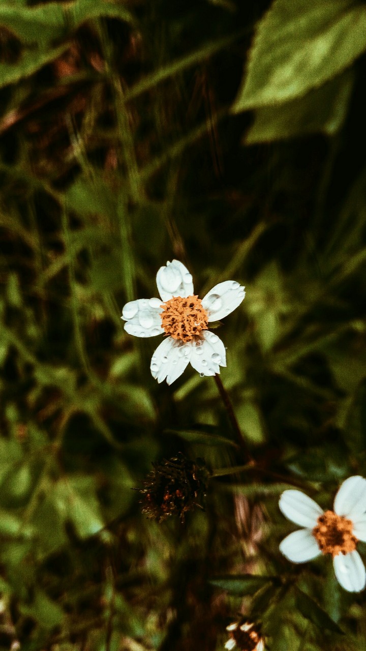flowers