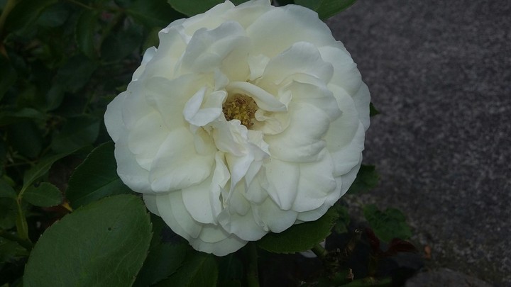 Blossom of the World