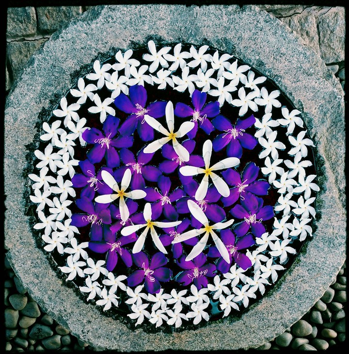 purple bowl