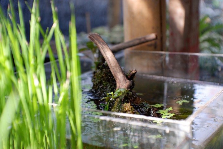 mini aquarium