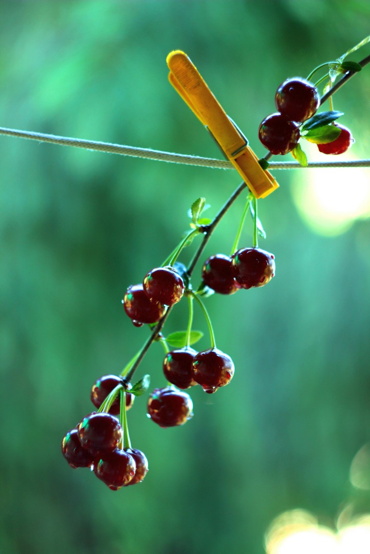 Spring of cherry