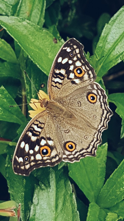 butterfly