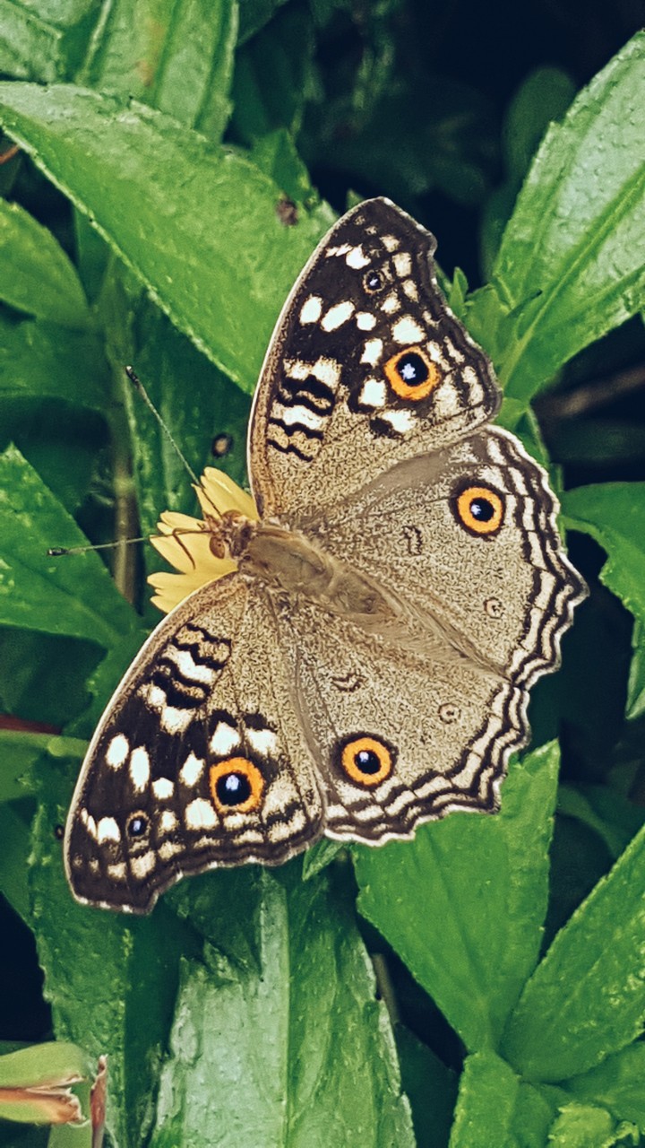 butterfly