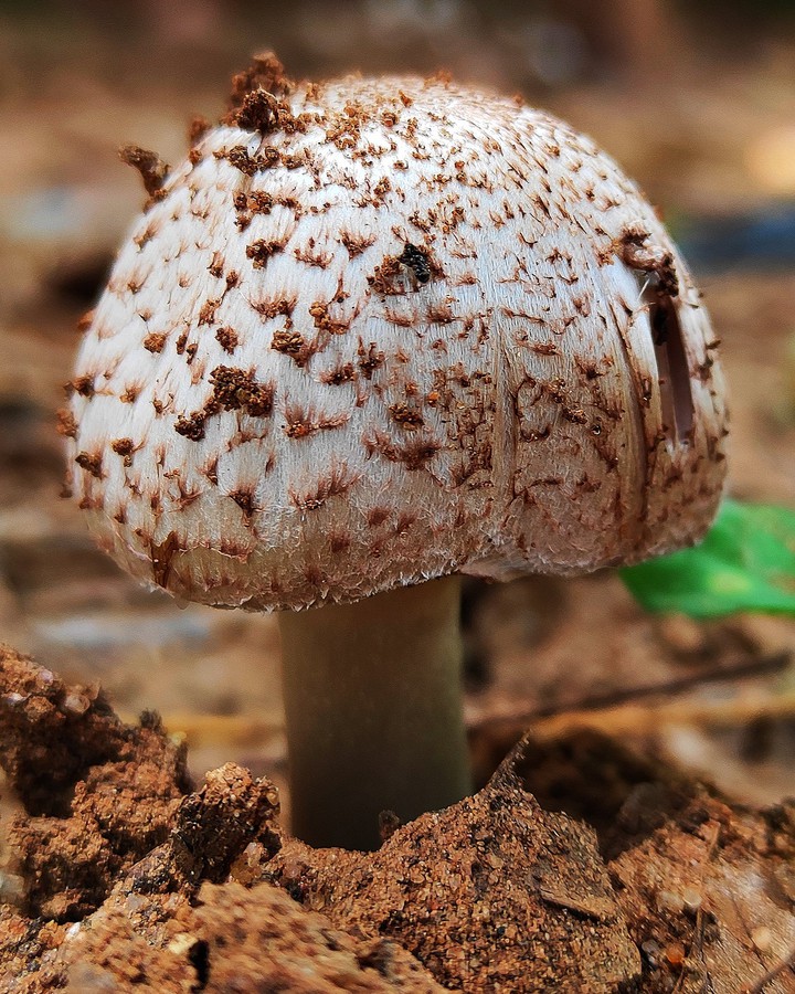 fungi