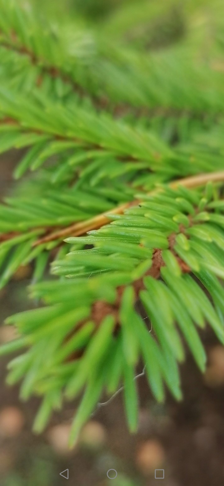 Nature Karelia