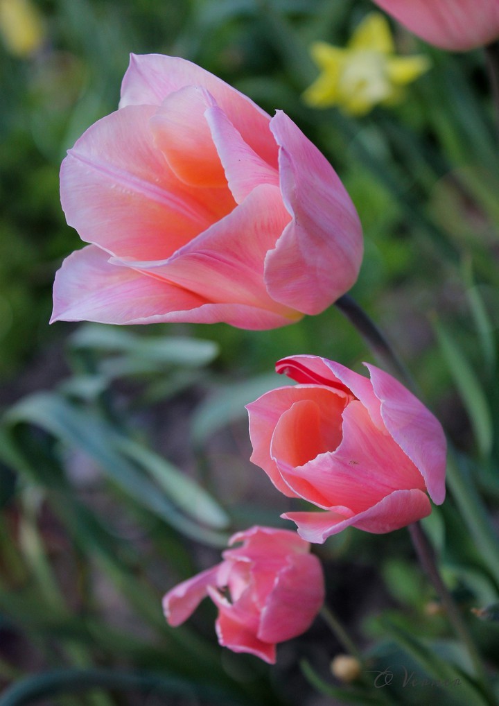 O.V. ❤️ from my garden