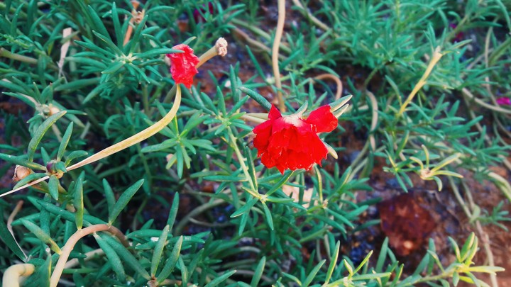 Flower Portulaca oleracea