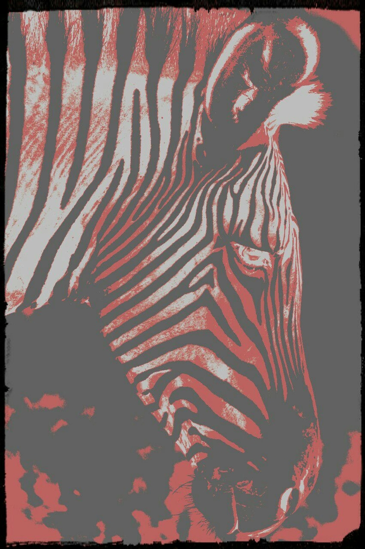 Cool Zebra