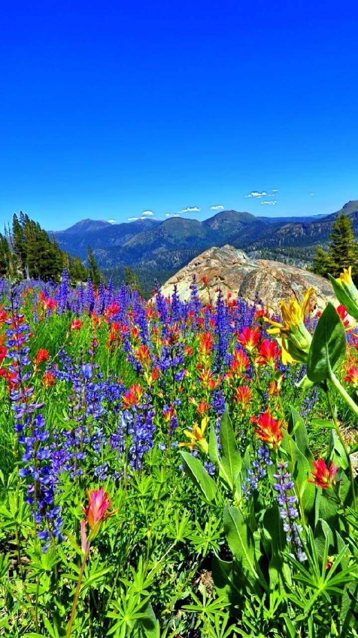 nature