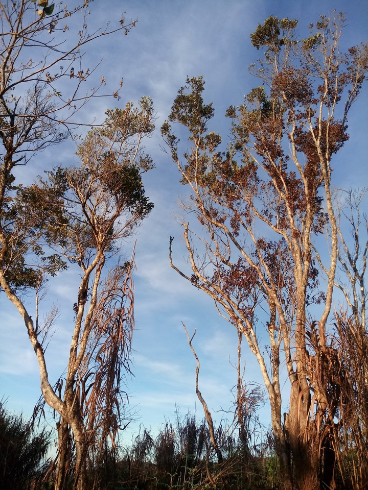 Trees