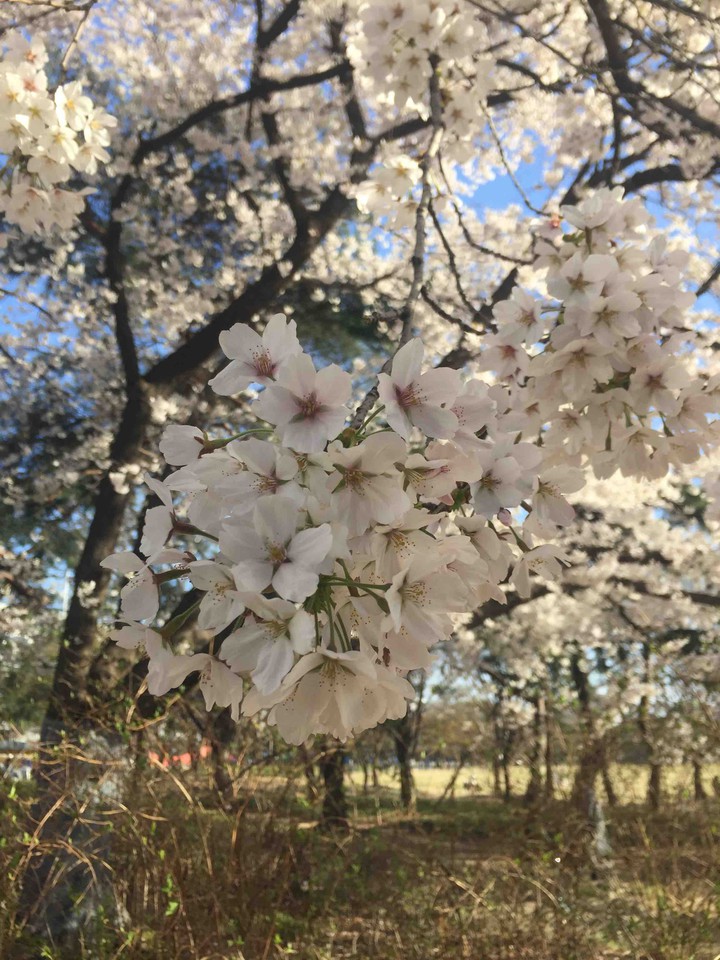 Cherry Blossom