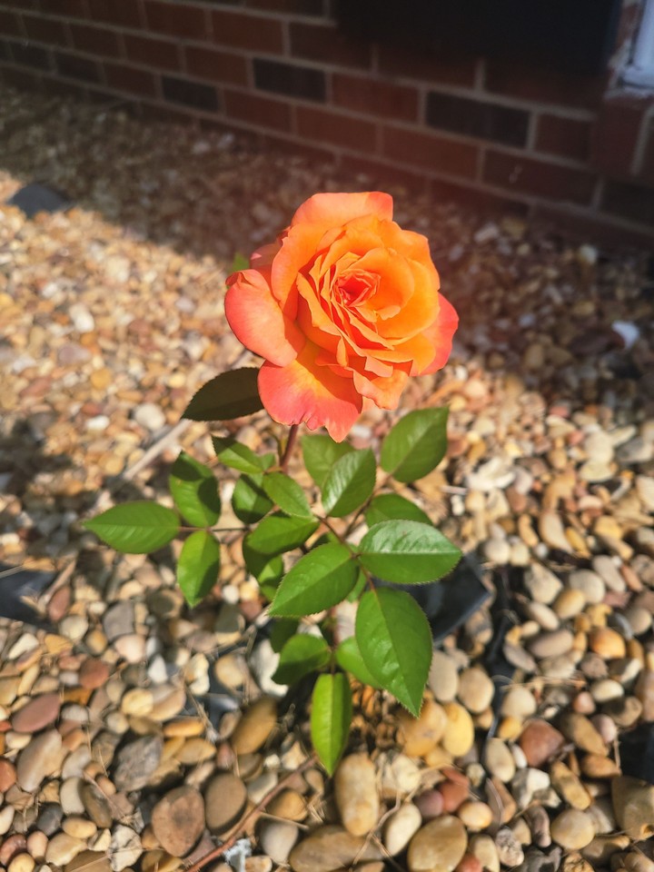 Rose