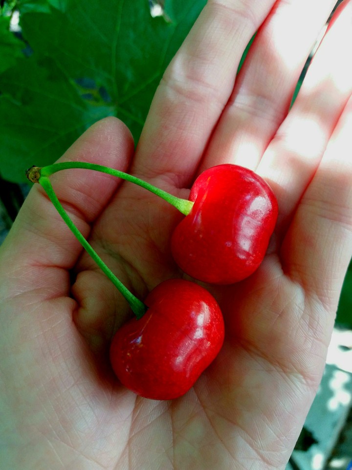 Cherry