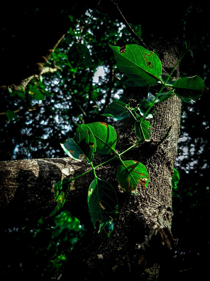 green leaf