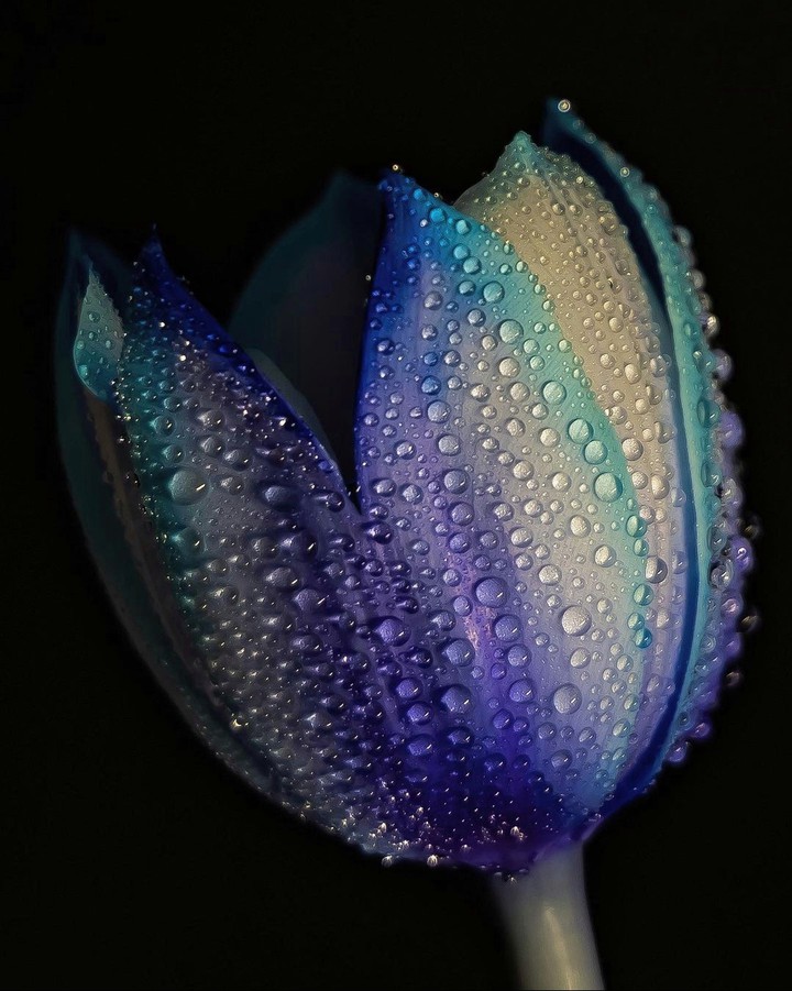 Tulip