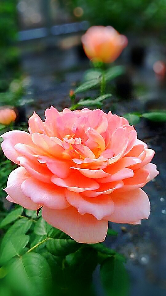 SK～ flowers