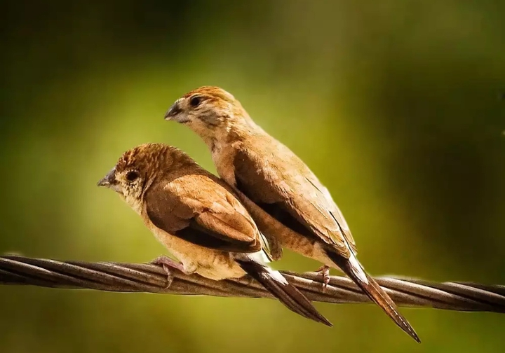 Love birds