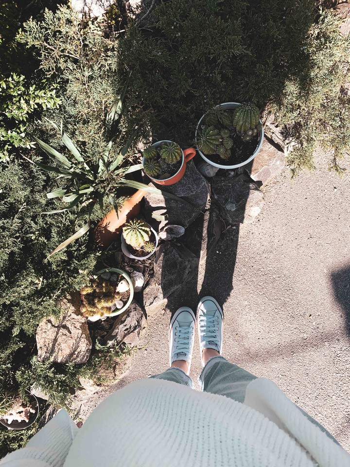 cactus