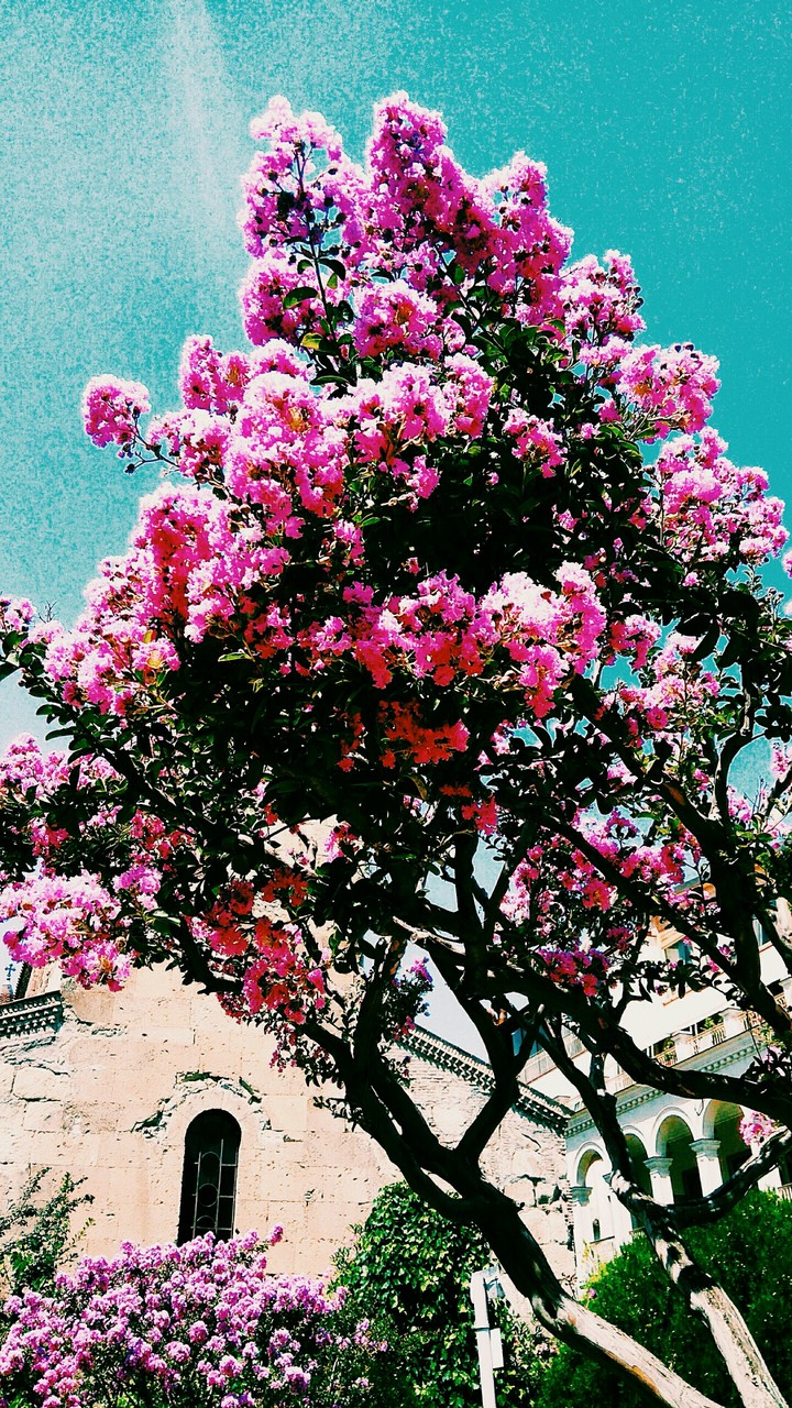 georgia