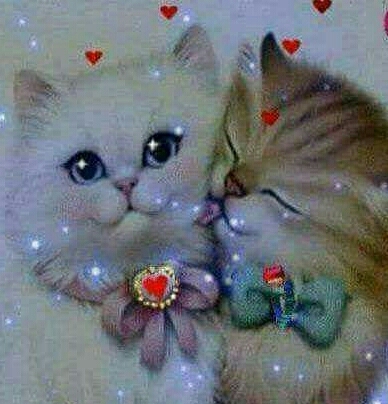 AMOR ENTRE GATOS