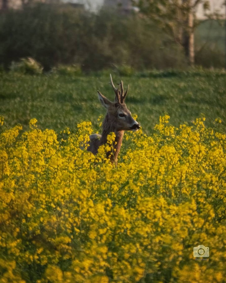 Some deer