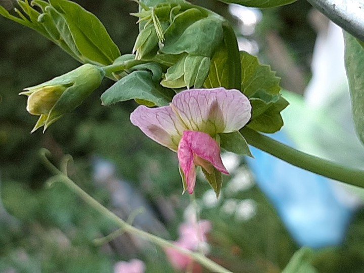 merveille du monde