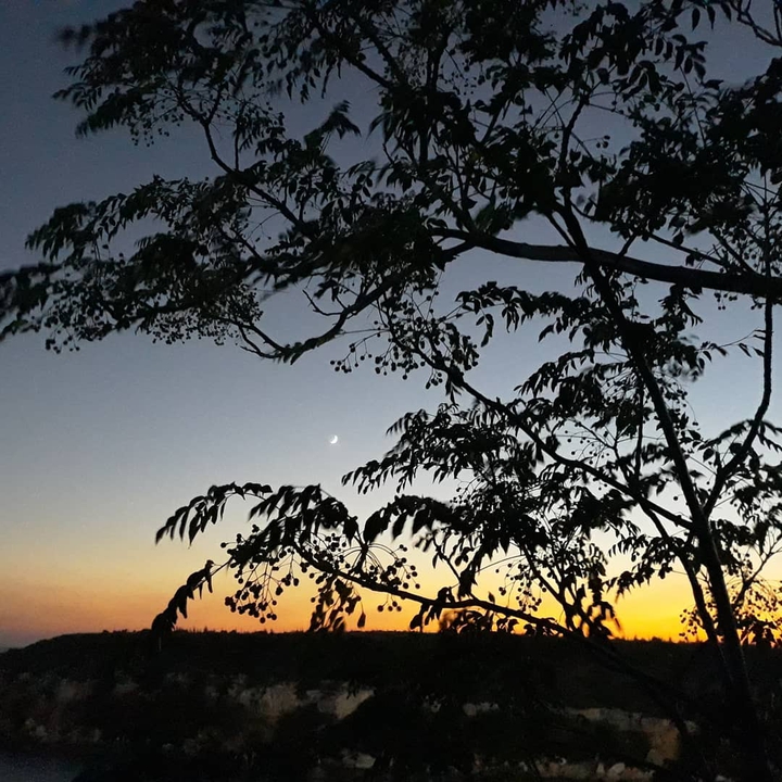 moon and tree