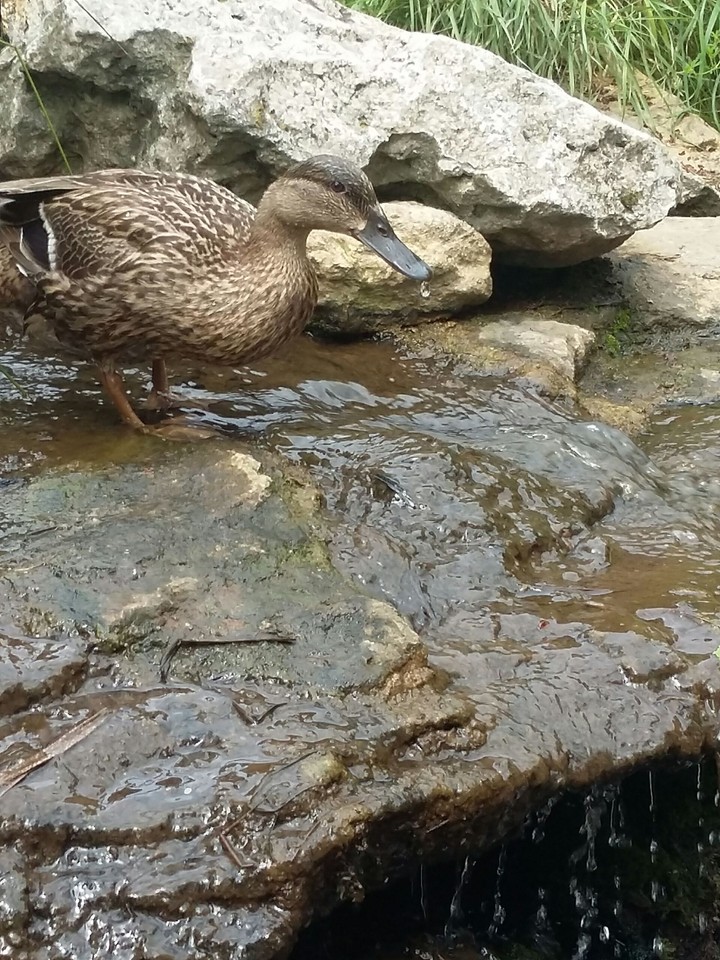 duck
