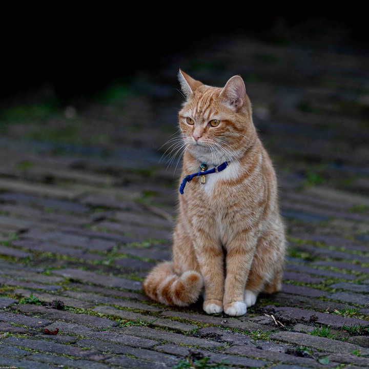 cat