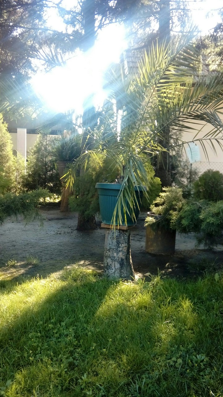tree