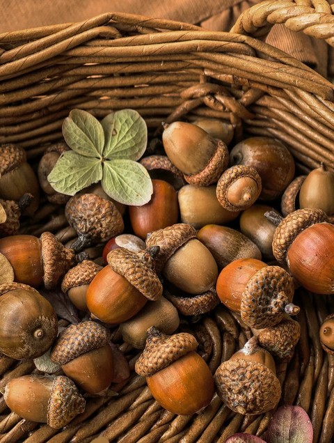 hazelnut, 农产品壁纸