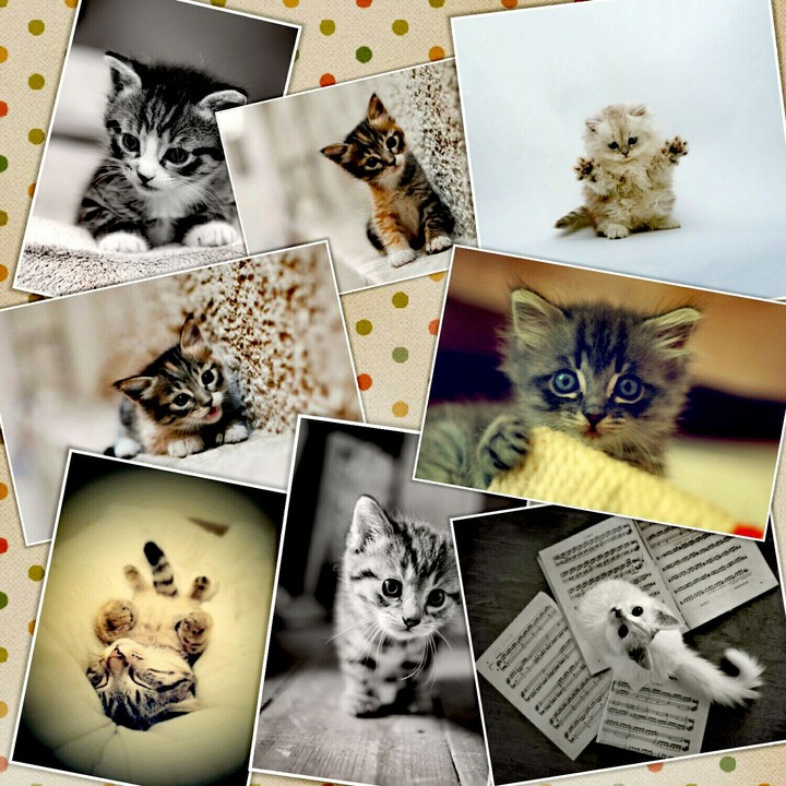 collage pets