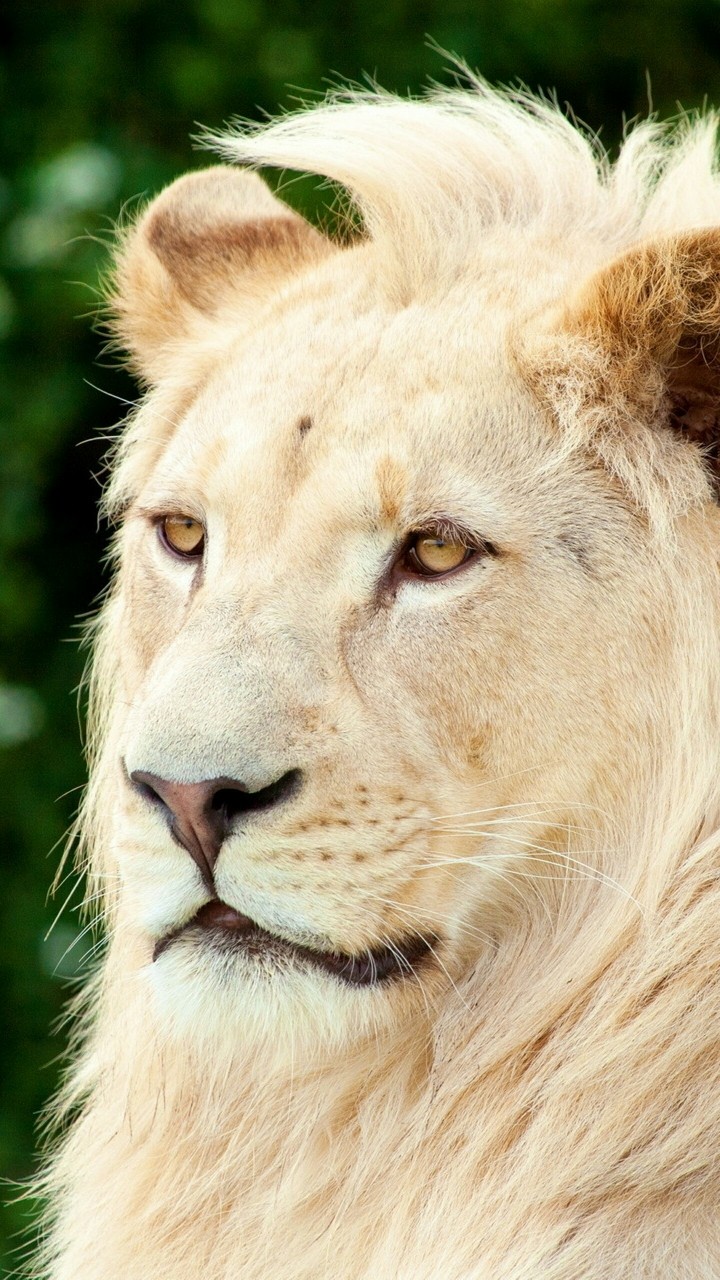 lion