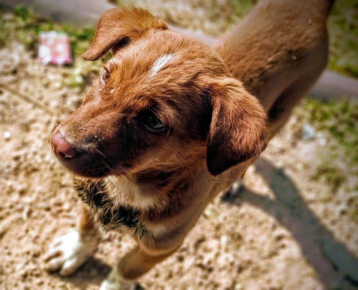 Strays Are The Best ❤️