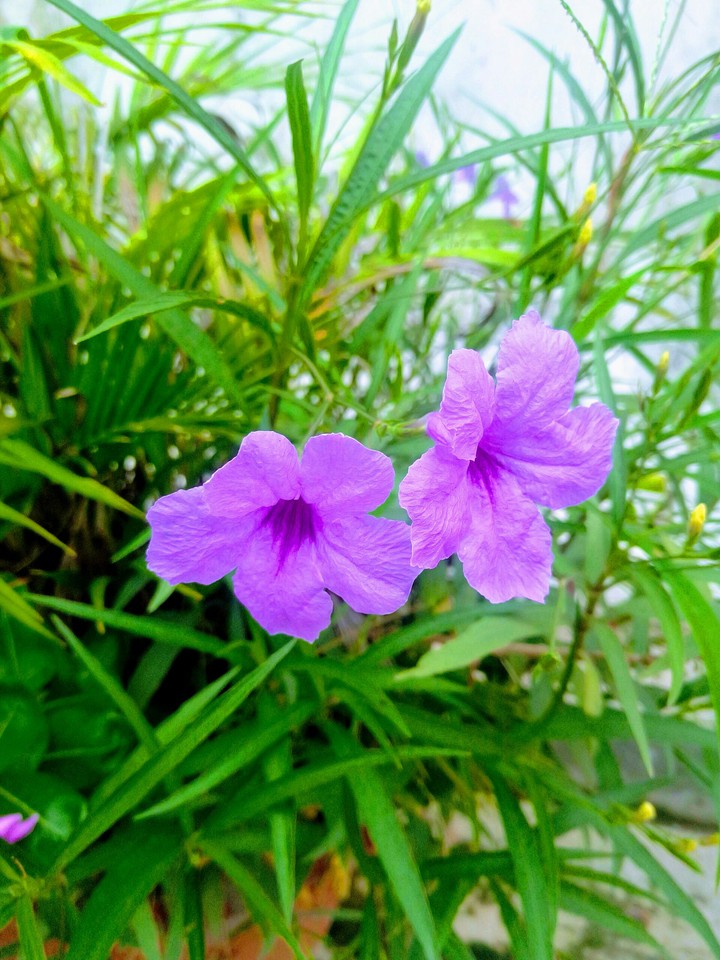 natural