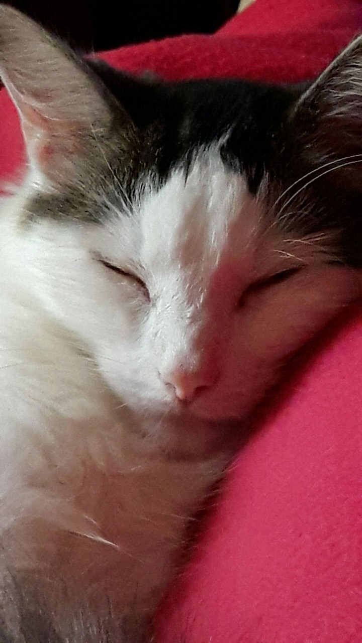 minkymoo