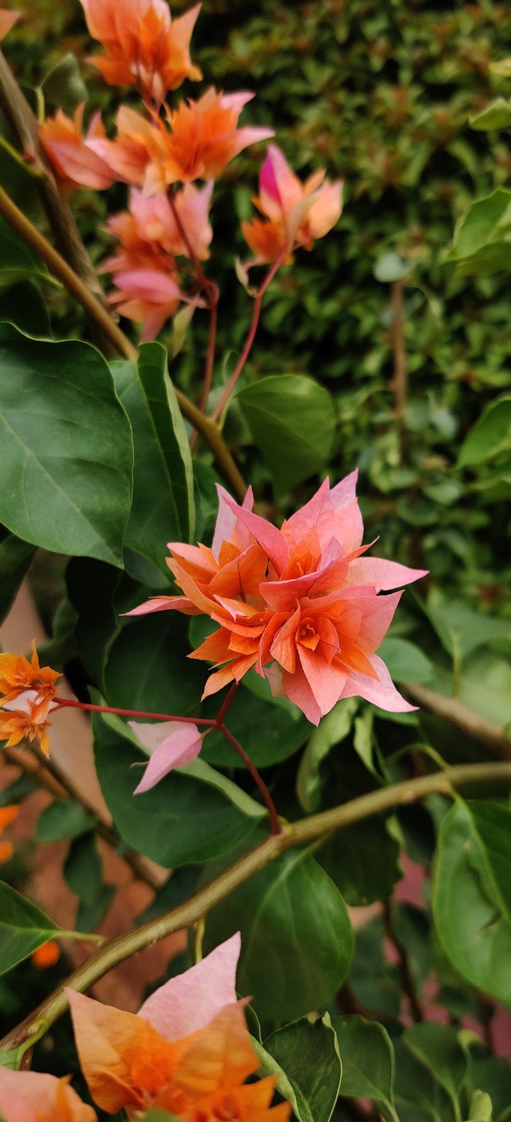 Description

Bougainvillea