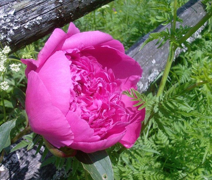 rose ?