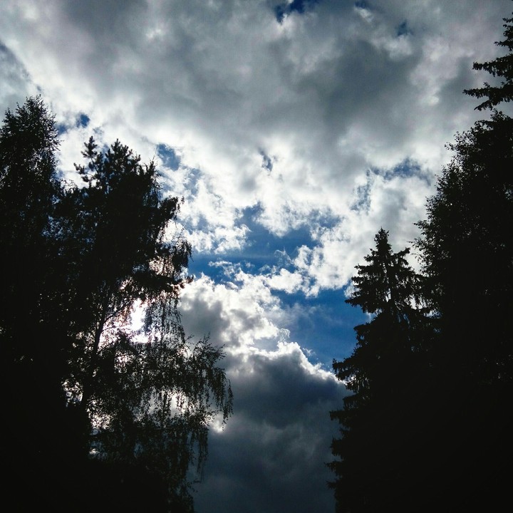 forest