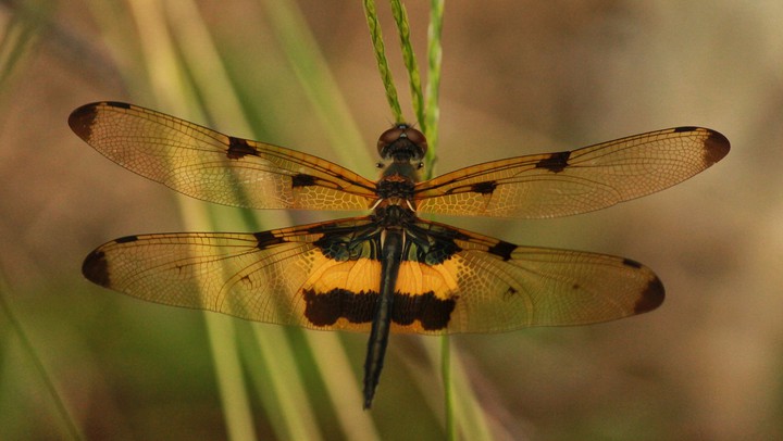 dragonfly