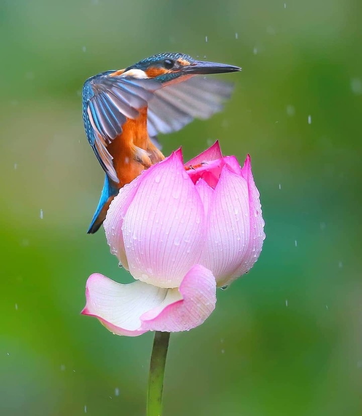 Nature