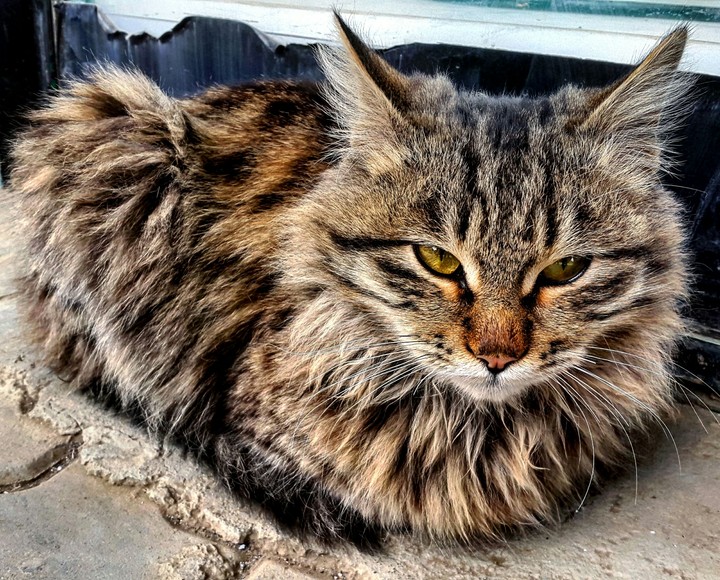 cat