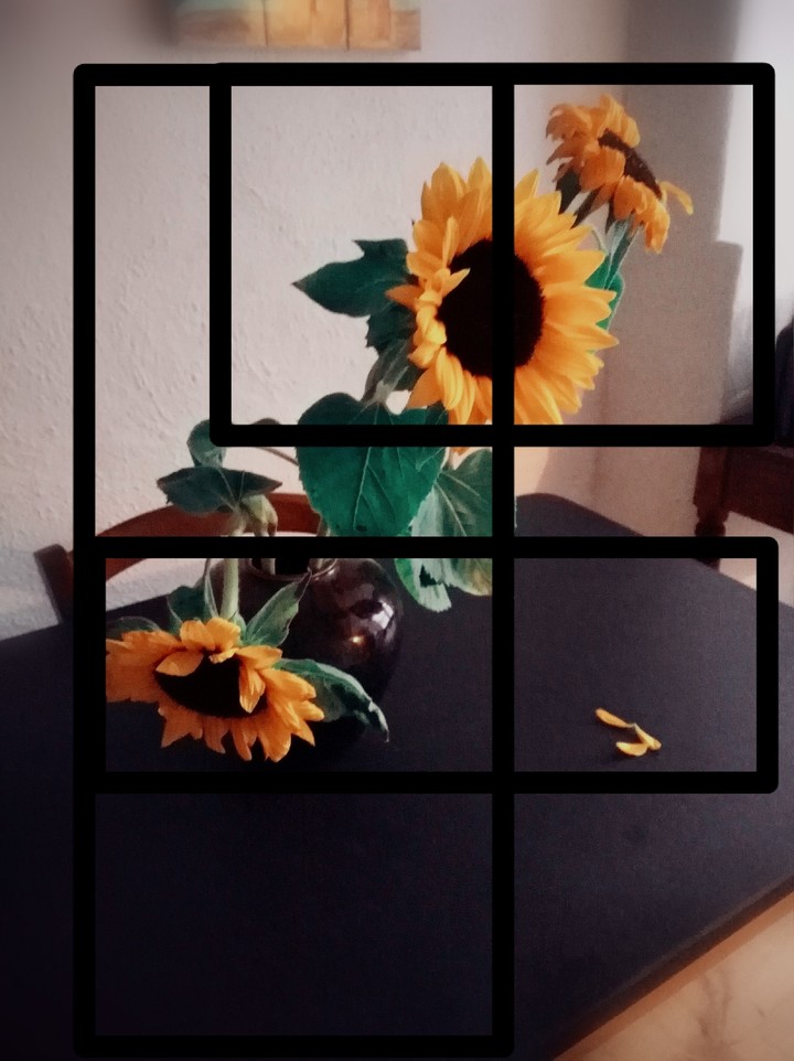 girasoli?