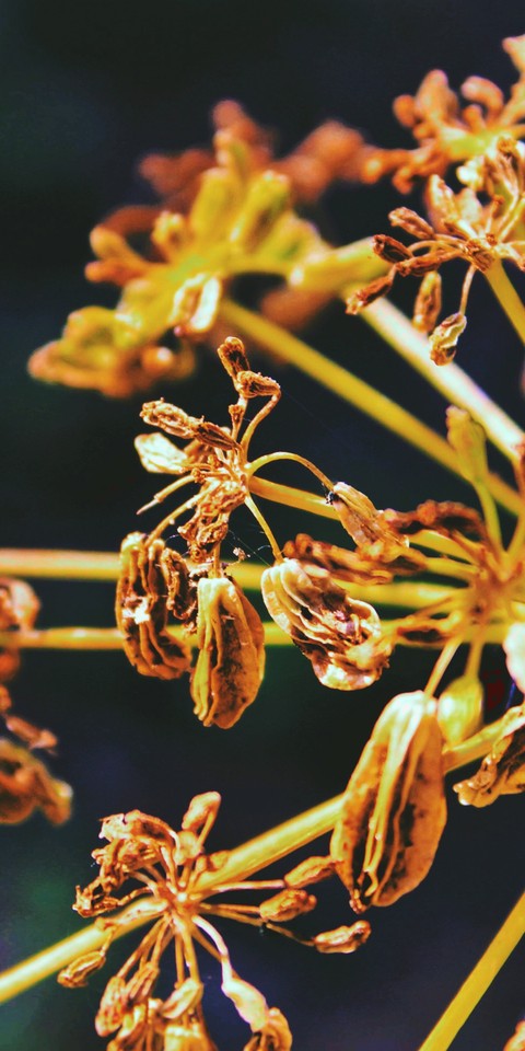 tapety plant, flower