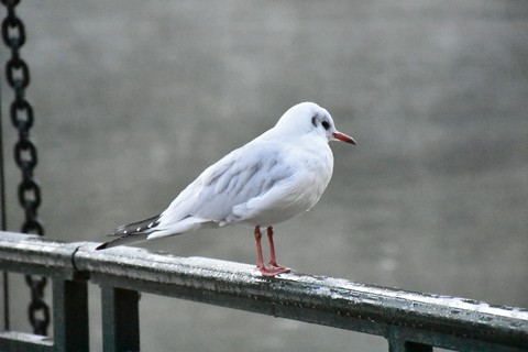 bird