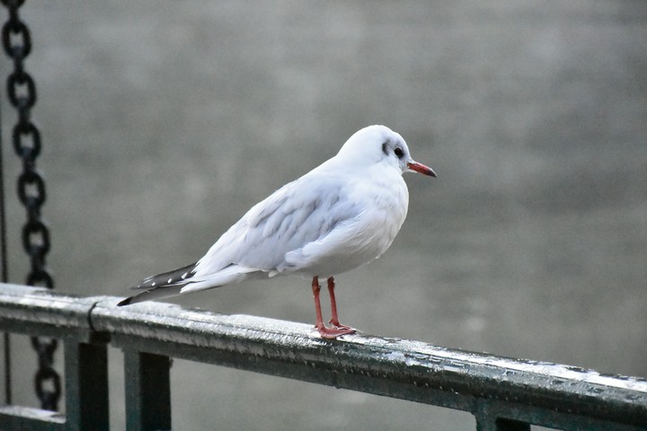 bird
